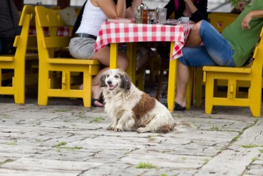 Dog Cafe With Dog Off Leash