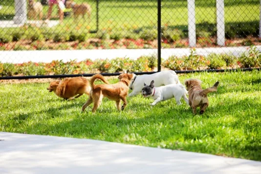 Dog Park Where Dogs Run Freely