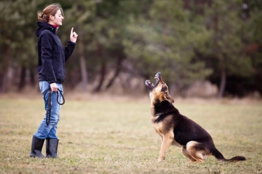 Dog Trainer With German Shepherd