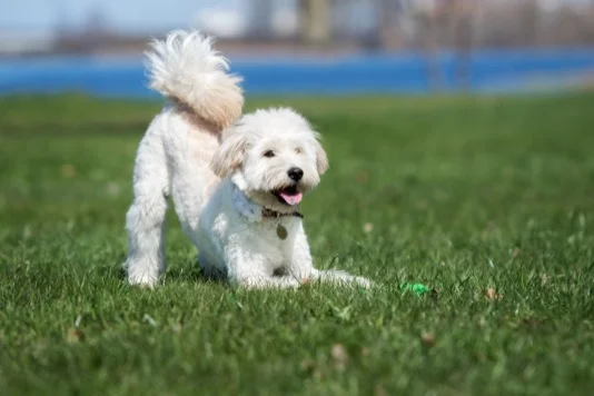 Goldendoodle Breed Bowing On Grass